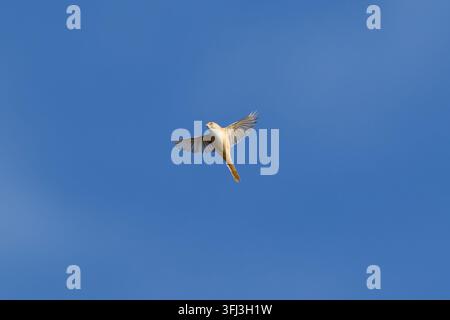 Panuro barbuto femmina (Panurus biarmicus) in volo, trovato a Fehmarn sul Mar Baltico in Germania Foto Stock