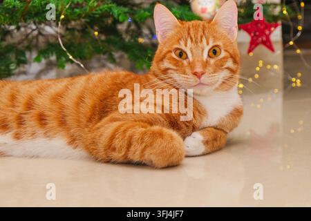 Gatto zenzero e bianco che si rilassa accanto a un albero di Natale decorato con luci scintillanti, creando un'atmosfera natalizia accogliente e tranquilla a casa Foto Stock