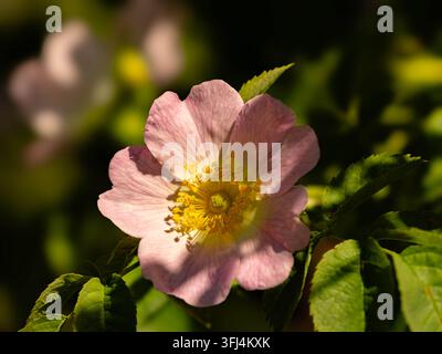 Close-up macro di un delicato fiore di rosa selvatica rosa alla luce del sole Foto Stock