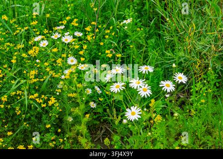Un paesaggio di prateria con fiori selvatici di margherite vicino al fiume Pembina, Windygates, Manitoba, Canada. Foto Stock
