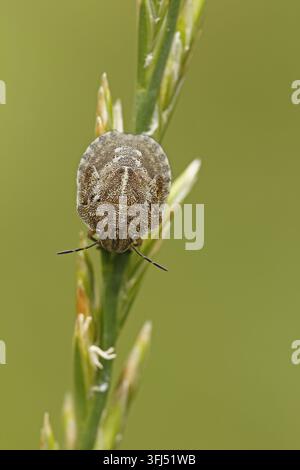 Nima del coleottero tartaruga (Eurygaster testudinaria) Foto Stock