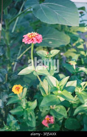 Zinnia rosa su uno stelo alto fotografata contro una vegetazione tropicale lussureggiante in un giardino estivo Foto Stock