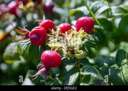 Prima vista di bacche di rosa rosse brillanti appese a un cespuglio verde e frondoso sotto una luce solare intensa. Foto Stock