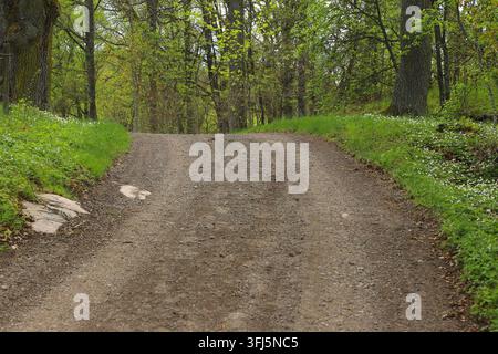 Sentiero di ghiaia che si snoda attraverso una foresta di latifoglie verde in primavera, circondato da alberi, fogliame fresco e piccole fiori selvatici bianchi. Legno naturale pacifico Foto Stock