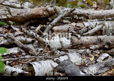 Un primo piano di un mucchio di rami di una betulla (Betula) con pezzi di corteccia secca e foglie secche. Foto scattata nella riserva naturale di Almoe, Svezia Foto Stock