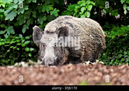 Cinghiale (Sus scrofa), una scrofa in piedi ai margini della foresta, in cattività, Svizzera Foto Stock