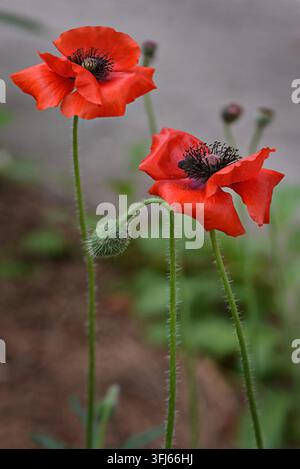 Il genere Papaver comprende una vasta gamma di specie, dal comune papavero dei campi al papavero orientale perenne (Papaver orientale) e al papavero da oppio Foto Stock