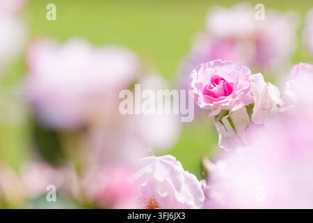 Una rosa solitaria di un rosa pallido che si erge elegantemente su uno sfondo sfocato verde morbido. Questo approccio minimalista cattura la forza silenziosa di un singolo Foto Stock