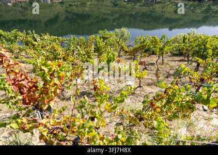 Vigneto di Ribeira Sacra che coltiva uva su ripide terrazze che si affacciano sul fiume Sil, riflettendo colline verdi Foto Stock