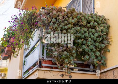 Un lussureggiante giardino sul balcone trabocca di varie specie di succulente e delicate fioriture viola, creando una vivace esposizione verde Foto Stock