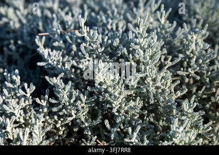 Una vista ravvicinata del fogliame grigio-argento di una pianta succulenta con piccole foglie strutturate che riempiono l'inquadratura. Foto Stock