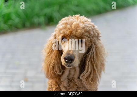 Ritratto ravvicinato di un barboncino color albicocca su un sentiero di mattoni nel parco Foto Stock