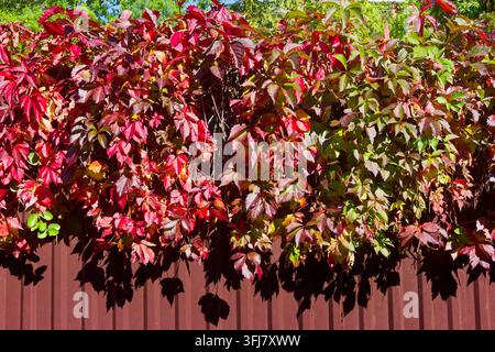 Vibranti foglie autunnali della vite della Virginia che coprono una recinzione metallica a settembre, mostrando un sorprendente sfumato di fogliame rosso e verde contro un ga soleggiato Foto Stock