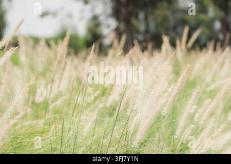 Concetto di tranquillità naturale e prato, belle fiori del fountain grass bianco e soffice che fioriscono in un campo soleggiato con un morbido bokeh, simboleggiando la calma Foto Stock