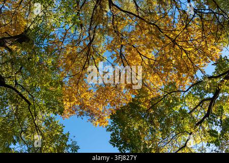 Scatto ad angolo basso di una foresta dorata con sfumatura giallo-verde sotto un cielo blu chiaro in una giornata autunnale soleggiata, scenario autunnale luminoso e curativo come sfondo naturale Foto Stock