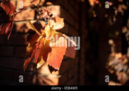 Primo piano di foglie di edera rosse e gialle alla luce autunnale Foto Stock