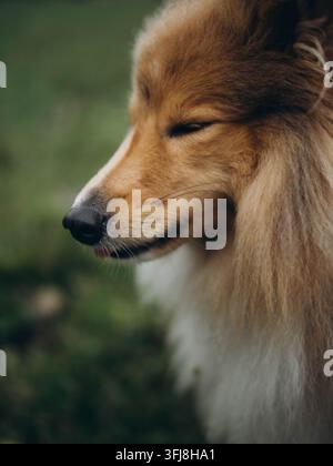 Shetland Sheepdog sereno con gli occhi chiusi, ritratto pacifico di cane di profilo Foto Stock