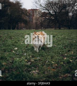 Orgoglioso Sheepdog delle Shetland che porta un grande bastone di legno in un parco cittadino autunnale Foto Stock