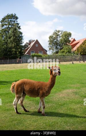 Alpaca marrone rasata in piedi su un prato verde rigoglioso in un campo agricolo con case di villaggio dal tetto rosso in lontananza. Foto Stock