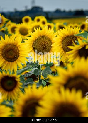 Girasoli a fuoco netto circondati da fiori sfocati in un campo ampio Foto Stock