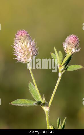 Trifoglio a piede di lepre fiorito Foto Stock