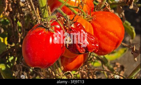 Close up di pomodori rossi maturi e raggrinziti in decomposizione che crescono su una vite circondati da foglie marroni secche alla luce naturale del sole che illustra l'agricoltura Foto Stock
