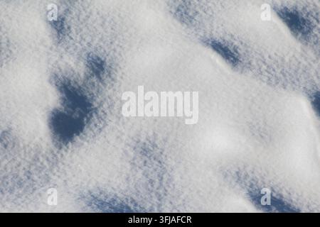 Primo piano di una texture di neve bianca fresca con ombre blu morbide proiettate dagli alberi, che luccica sotto la luce intensa del sole invernale. Foto Stock