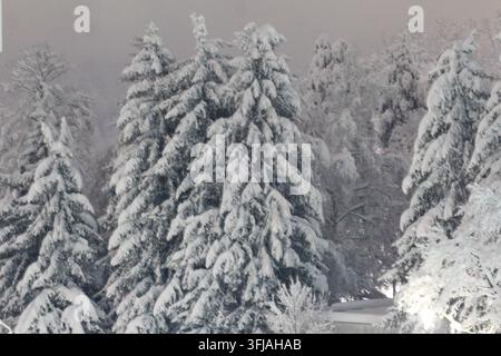 Alte conifere sempreverdi pesantemente ricoperte di neve fresca, in piedi in una foresta silenziosa sotto un cielo invernale nebbioso al crepuscolo. Foto Stock