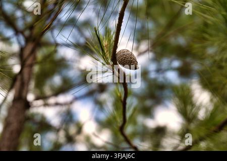 Prima piano di una pigna matura appesa a un ramo sottile tra aghi di pino verdi nella foresta Foto Stock