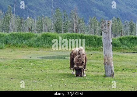 Un bue muschiato pascola alla frontiera dell'Alaska. Foto Stock