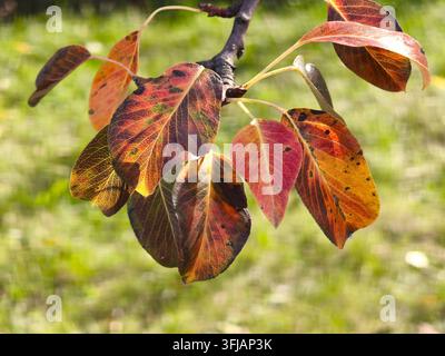 Macro di foglie colorate di un pero in autunno. Foto Stock