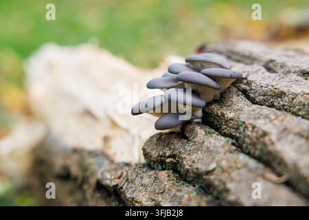 Funghi di ostrica che crescono su un tronco d'albero in decomposizione nella foresta Foto Stock