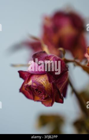 Colpo macro di una rosa secca e appassita in sfumature di magenta e giallo, che mostra texture delicate su uno sfondo vintage morbido e romantico Foto Stock
