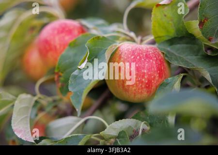 Mele rosse mature che crescono su un ramo di un albero nel frutteto Foto Stock