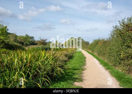 Un sentiero di ghiaia leggero si snoda attraverso una vegetazione fitta nella campagna inglese, delimitato da erba alta da un lato e cespugli e alberi dall'altro Foto Stock