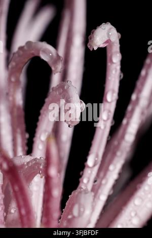 foto di un fiore rosa, scatto macro di una fioritura di crisantemo Foto Stock