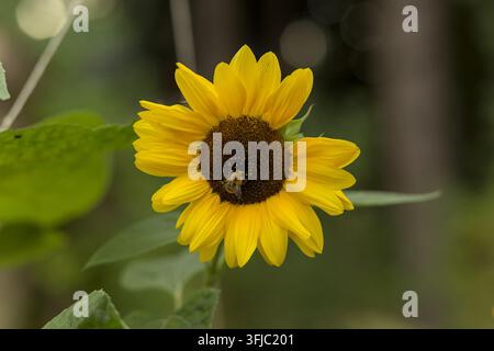Bumblebee sui semi di girasole Foto Stock