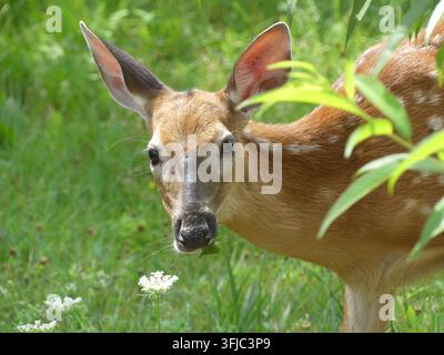 Un ritratto in primo piano di un cerbiatto dalla coda bianca maculato (Odocoileus virginianus) che guarda vigile verso la fotocamera in un prato Foto Stock