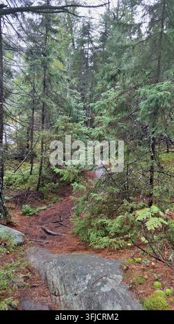 Un sentiero escursionistico sterrato si snoda attraverso una fitta foresta sempreverde circondata da alti pini e rocce muschiose. Foto Stock