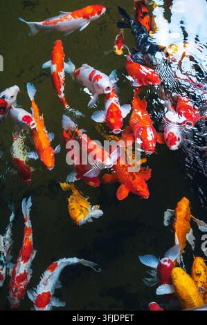 Carpe dorate e pesci koi nello stagno, vista dall'alto. Foto Stock