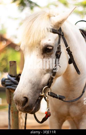 Ritratto ravvicinato di un cavallo bianco con criniera bionda che indossa una briglia nera e un cavezzale all'aperto alla luce del giorno. Foto Stock