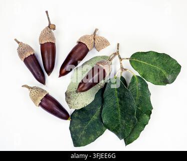 Ghiande di quercia spinosa marroni con cappucci disposte accanto a foglie verdi isolate su uno sfondo bianco semplice Foto Stock