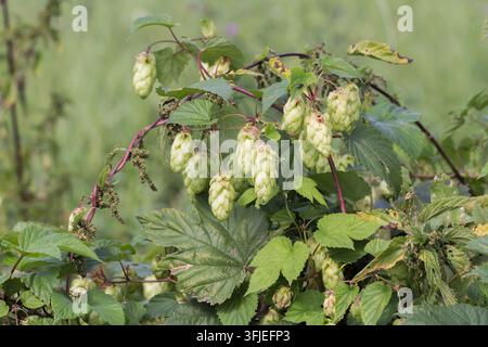 Ramolo di luppolo (Humulus lupulus) con fiori a cono verde pallido e foglie lobate in un ambiente naturale. Foto Stock