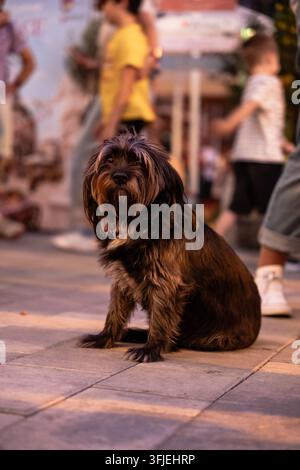 Un adorabile cane Shaggy terrier è seduto su una passeggiata pedonale al festival Piața Italiană di Bucarest per godersi una passeggiata nel fine settimana con il suo proprietario Foto Stock