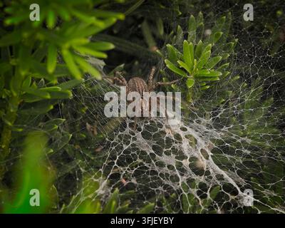 Un primo piano macro di un ragno comune che aspetta nella sua intricata ragnatela di seta annidata tra una vegetazione sempreverde verde e lussureggiante Foto Stock