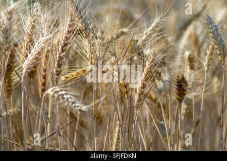 Prima piano di grano dorato in un campo illuminato dal sole che mostra grano maturo, steli e la trama della raccolta Foto Stock