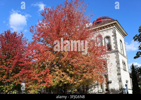 Albero di acero nei brillanti colori autunnali nel campus dell'Università di Toronto davanti all'osservatorio astronomico a cupola Foto Stock