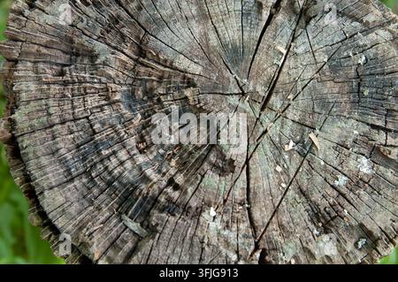 Vista dall'alto di un vecchio ceppo d'albero che mostra la texture del legno, gli anelli di crescita e numerose segni di ascia dal taglio della legna da ardere. Foto Stock