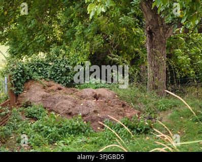 Germania. Cumulo di compost all'aperto nascosto sotto un albero da frutto maturo nell'angolo del cortile invaso dalla vegetazione. Erba alta, piante selvatiche, recinto di filo metallico e arbusti frondosi fra Foto Stock