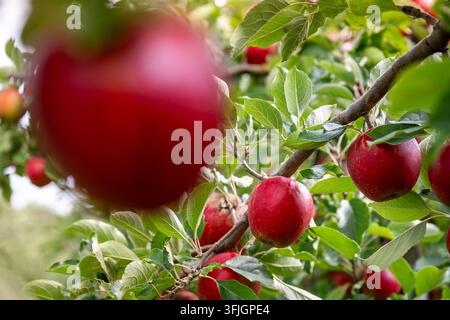 Deliziose mele rosse appese a un ramo di un albero in un frutteto durante il periodo della raccolta Foto Stock